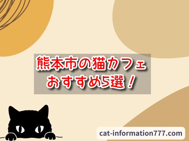 熊本市　猫カフェ　おすすめ　基本ルール　料金